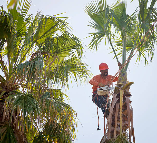 The Steps Involved in Our Tree Care Process in Johnson Creek, WI